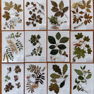 30 dreied trees herbarium 2024 GLUED on fat paper