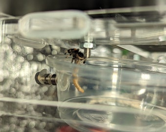 Feeding dish for jumping spiders, praying mantis, arboreal tarantula and other insects