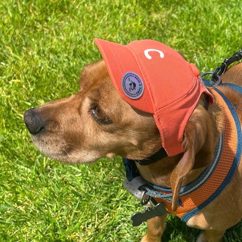 Monogram Dog Hat Custom Dog Baseball Cap image 1