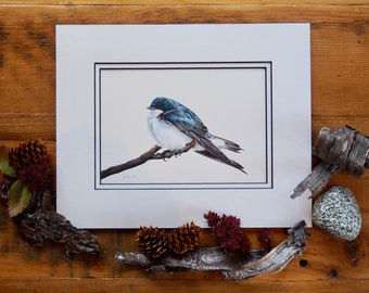 Tree Swallow / Bird Art / Bird Drawing