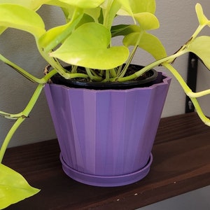 May include: A potted golden pothos plant with bright yellow leaves in a purple planter. The plant is on a dark brown shelf.