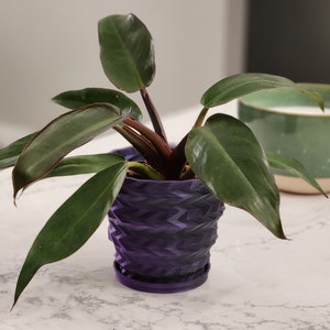 Potted Sweater Vest Planter on the Kitchen Countertop