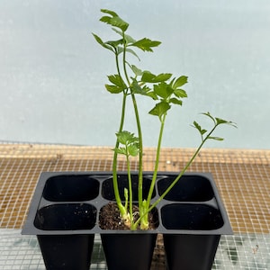 Celery Live Plant - Seedlings/Plugs and Plants - 3"- 12" tall - 30-60+ days old, (ALL 3” seedlings require you to purchase 2 plants!) image 2
