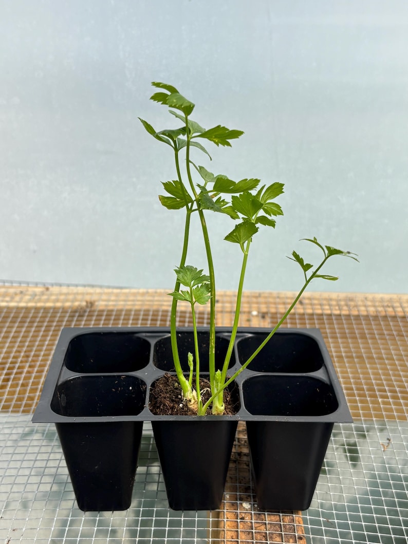 Celery Live Plant - Seedlings/Plugs and Plants - 3"- 12" tall - 30-60+ days old, (ALL 3” seedlings require you to purchase 2 plants!) image 2