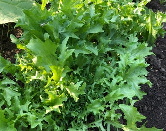 Endives Seeds -Clodia- Vegetable Seeds - USA Grown - Non Gmo