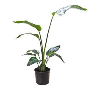 May include: A Bird of Paradise plant in a black pot, featuring large, green leaves and tall stems. The plant's leaves have a glossy texture and a vibrant green hue. The pot is made of black plastic.