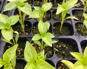 Banana Pepper Live Plants - Seedlings/Plugs- 3"- 6" tall - 30-50 days old, Ready to transplant, Non Gmo, USA Grown