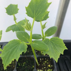 May include: Close-up of young cucumber plants in a black seedling tray. The plants have large, bright green leaves with serrated edges and are in the early stages of growth. The soil is dark and rich.