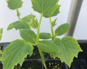 Cucumber Live Plant - Seedlings/Plugs and Plants - 3&quot;- 12&quot; tall - 30-60+ days old, (ALL 3” seedlings require you to purchase 2 plants!)