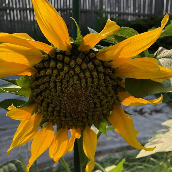 Royal Hybrid Sunflower Seeds Etsy