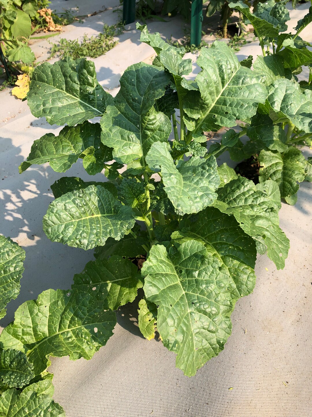 Portuguese Kale Seeds – Heirloom Non-GMO – Fresh Vegetable Seeds For Planting (85 Days, Full Sun)