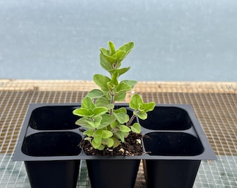 Oregano Live Plant - Seedlings/Plugs and Plants - 3"- 12" tall - 30-60+ days old, (ALL 3” seedlings require you to purchase 2 plants!)