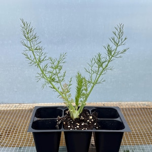 Fennel Live Plant - Seedlings/Plugs and Plants - 3"- 12" tall - 30-60+ days old, (ALL 3” seedlings require you to purchase 2 plants!)