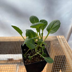 Collard Live Plant - Seedlings/Plugs and Plants - 3"- 12" tall - 30-60+ days old, (ALL 3” seedlings require you to purchase 2 plants!)