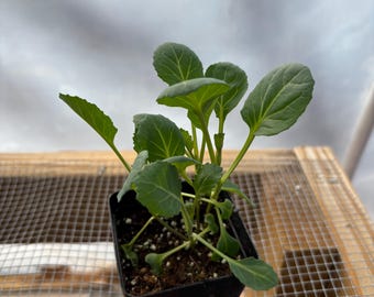 Collard Live Plant - Seedlings/Plugs and Plants - 3"- 12" tall - 30-60+ days old, (ALL 3” seedlings require you to purchase 2 plants!)