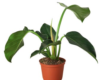 Philodendron 'Congo Green'