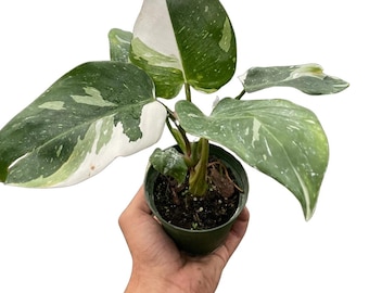Philodendron 'White Princess'
