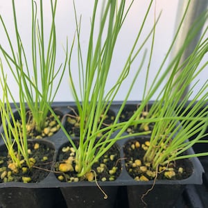 May include: Close-up of a black plastic tray with six individual compartments, each containing a small green plant with long, thin leaves. The plants are growing in a mixture of soil and small, white pebbles.
