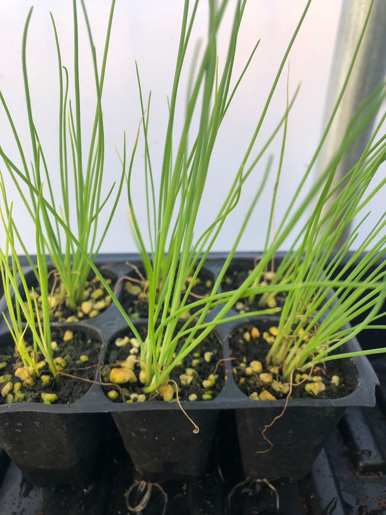 Puede incluir: Primer plano de una bandeja de pl&aacute;stico negro con seis compartimentos individuales, cada uno con una peque&ntilde;a planta verde de hojas largas y delgadas. Las plantas crecen en una mezcla de tierra y peque&ntilde;as piedras blancas.