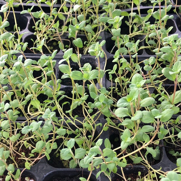 Creeping Thyme Plugs Etsy