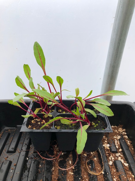 Beet Live Plant - Sugar beets -used to make raw sugar - 3"- 12" tall - 30-60+ days old, (ALL 3” seedlings require you to purchase 2 plants!)