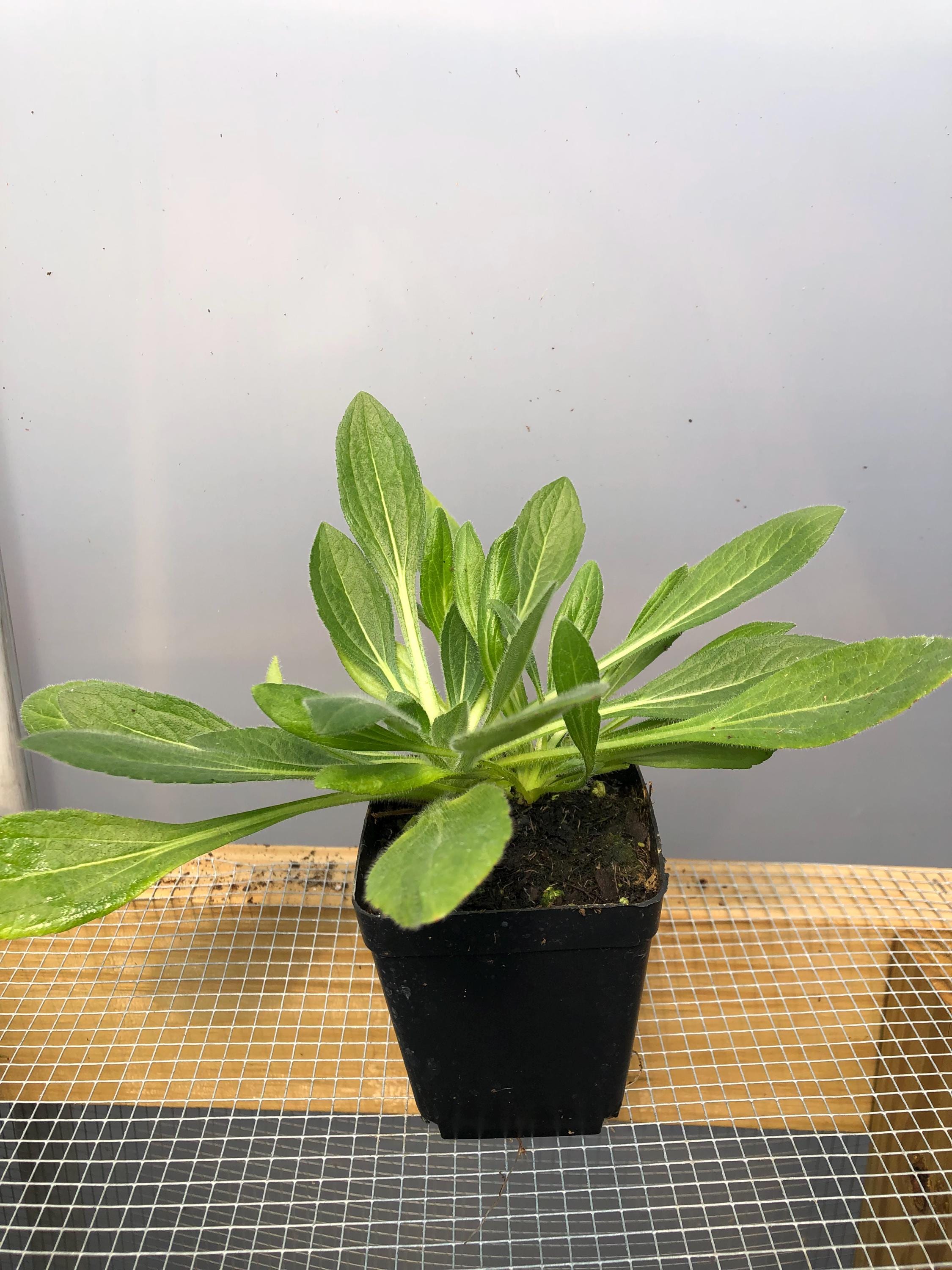 Sweet William Live Flower Plants - Seedlings/plugs- 5