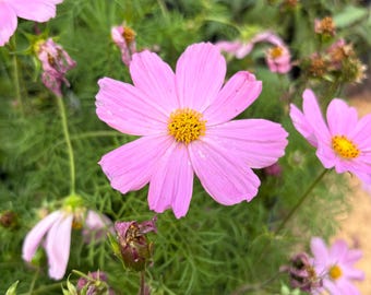 Cosmos Live Flower Seedlings: USA Grown, Non-GMO, Ready to Transplant