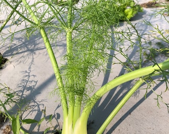 Fennel Seeds - Grosfuchtiger - (leaf fennel) - USA Grown - Herb Seeds