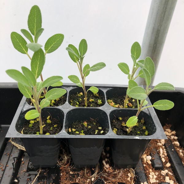 Sage Herb Live Plants - Seedlings/Plugs- 3"- 6" tall - 30-50 days old, Ready to transplant, Non Gmo, USA Grown