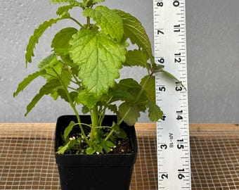 baby alocasia gagaena california elephant ear plant live tree garden Alocasia gageana 'California'  Sprouts of Bristol