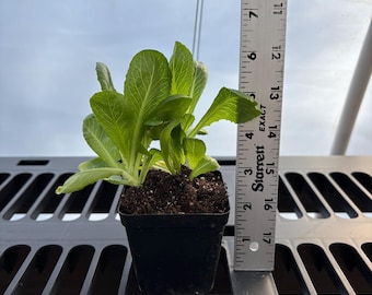 Bibb Lettuce Live Plant - butterhead Plugs and Plants- 3"- 12" tall- 30-60+ days old, (ALL 3” seedlings require you to purchase 2 plants!)