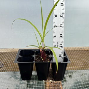 Lemon Grass Live Plant - Seedlings/Plugs and Plants - 3"- 12" tall - 30-60+ days old, (ALL 3” seedlings require you to purchase 2 plants!) 5"-8"