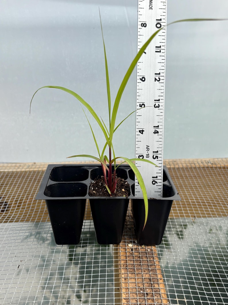 Lemon Grass Live Plant - Seedlings/Plugs and Plants - 3"- 12" tall - 30-60+ days old, (ALL 3” seedlings require you to purchase 2 plants!) 5"-8"