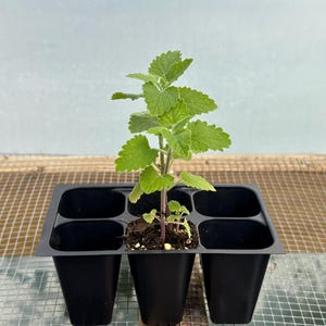 Catnip Live Plant - Seedlings/Plugs and Plants - 3"- 12" tall - 30-60+ days old, (ALL 3” seedlings require you to purchase 2 plants!)