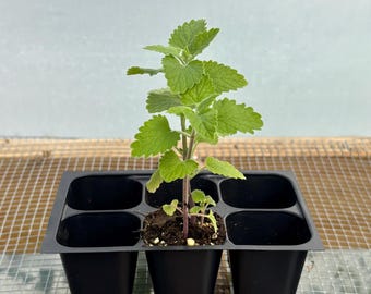 Catnip and Catmint Live Plant - Seedlings/Plugs and Plants- 3"- 12" - 30-60+ days old, (ALL 3” seedlings require you to purchase 2 plants!)