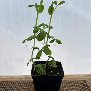 philodendron monstera split leaf Monstera Plant, Split Leaf Philodendron For Sale & Care Tips