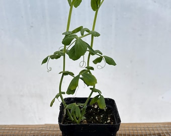 Sugar Snap Pea Live Plant - Seedlings/Plugs and Plants- 3"- 12" tall - 30-60+ days old, (ALL 3” seedlings require you to purchase 2 plants!)