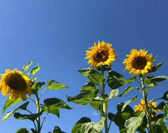 Planta viva de girasol: plántulas, plantones y plantas, de 3 a 12 pulgadas de alto, de 30 a 60 días de edad (¡todas las plántulas de 3 pulgadas requieren la compra de 2 plantas!)