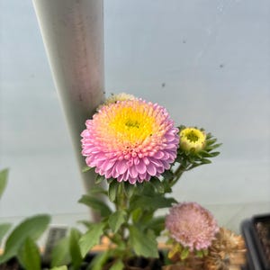 China Aster Live Plant Seedlings: USA Grown, Non-GMO Bontia Shell Pink