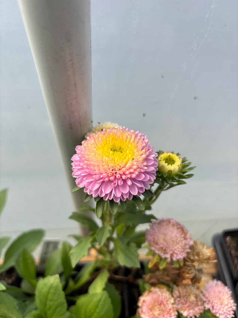 China Aster Live Plant Seedlings: USA Grown, Non-GMO Bontia Shell Pink
