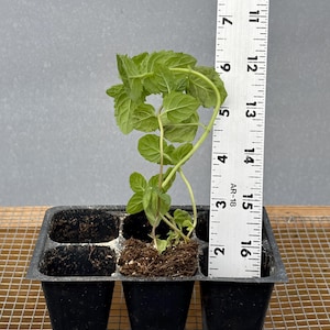 Mint Plant Seedling: Peppermint or Spearmint, USA Grown 3”-5” (Requires 2)