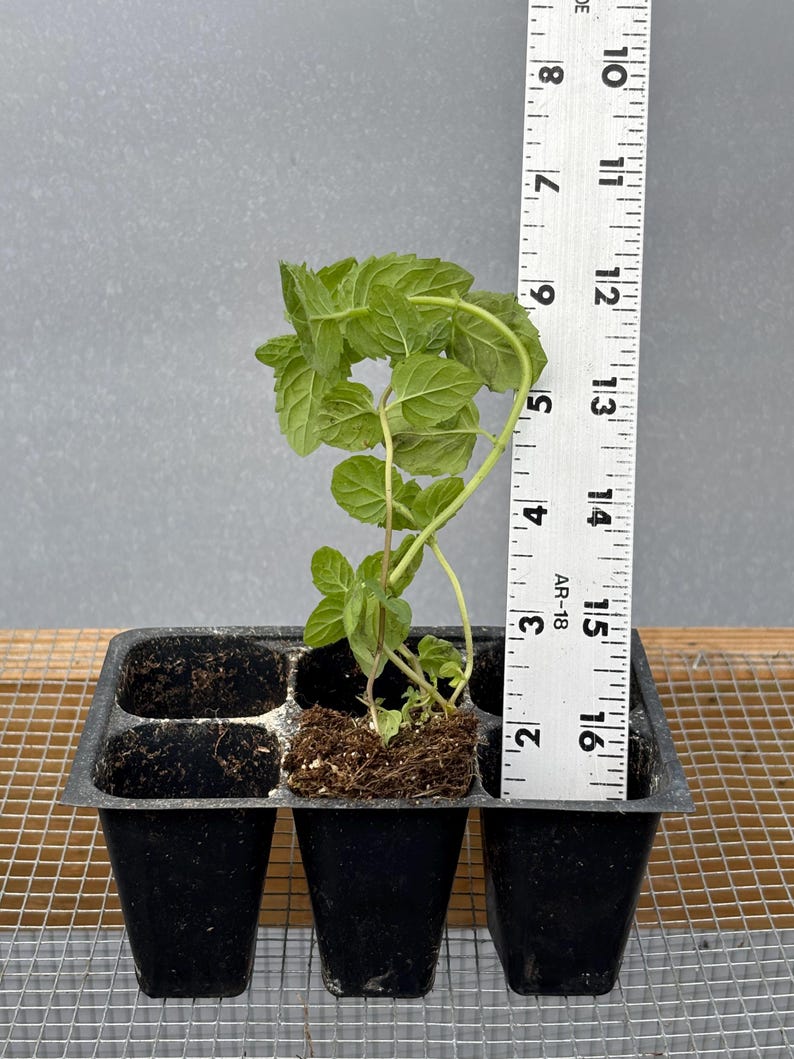 Mint Plant Seedling: Peppermint or Spearmint, USA Grown 3”-5” (Requires 2)