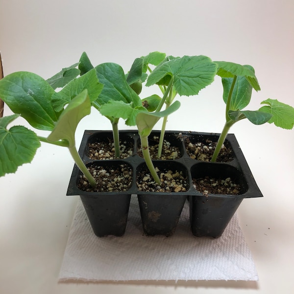 Zucchini Live Plants - Seedlings/Plugs- 3"- 6" tall - 30-50 days old, Ready to transplant, Non Gmo, USA Grown