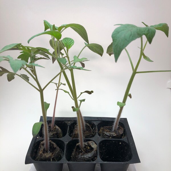 Brandy Pink Tomato Live Plants - Seedlings/Plugs- 4"- 8" tall - 30-50 days old, Ready to transplant, Non Gmo, USA Grown