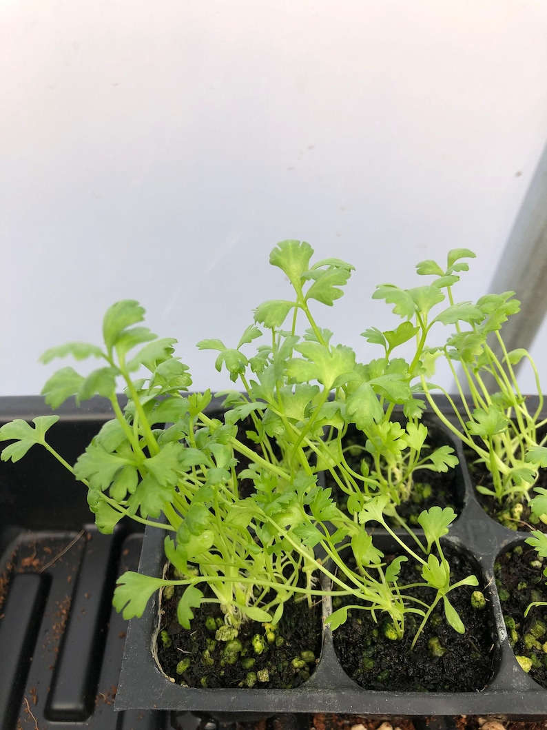 May include: Close-up of a tray of young green cilantro seedlings growing in black plastic cells. The seedlings are in various stages of growth, with some having multiple leaves and others just starting to sprout.