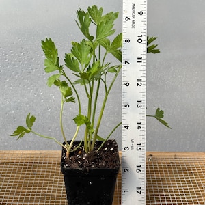 Parsley Live Plant - Seedlings/Plugs and Plants - 3"- 12" tall - 30-60+ days old, (ALL 3” seedlings require you to purchase 2 plants!)
