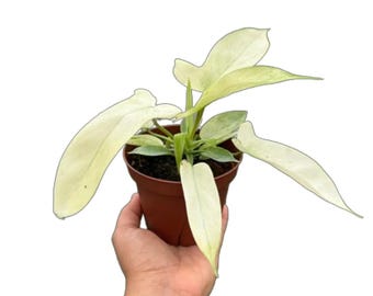 Philodendron 'Florida Ghost'