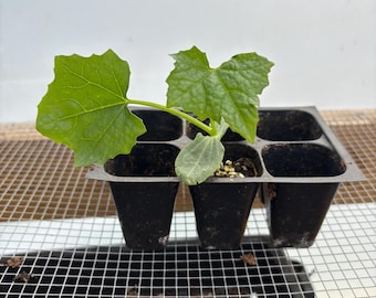 Luffa Live Plants - Luffa aegyptiaca (Sponge Gourd / Loofah) Seedlings/Plugs – 3"-12" Tall – Ready to Transplant!