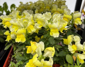 Snap Dragon Live Flower Plants - Seedlings/Plugs- 5"- 12" tall - 30-50 days old, Ready to transplant, Non Gmo, USA Grown