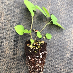 May include: A small green plant with several leaves growing out of a brown pot with white pebbles and roots.